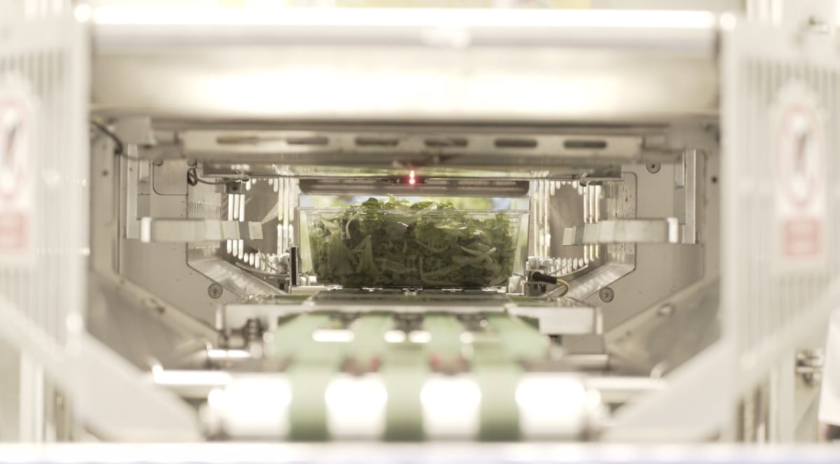 A clear plastic box of salad greens is seen through a tunnel of machinery.