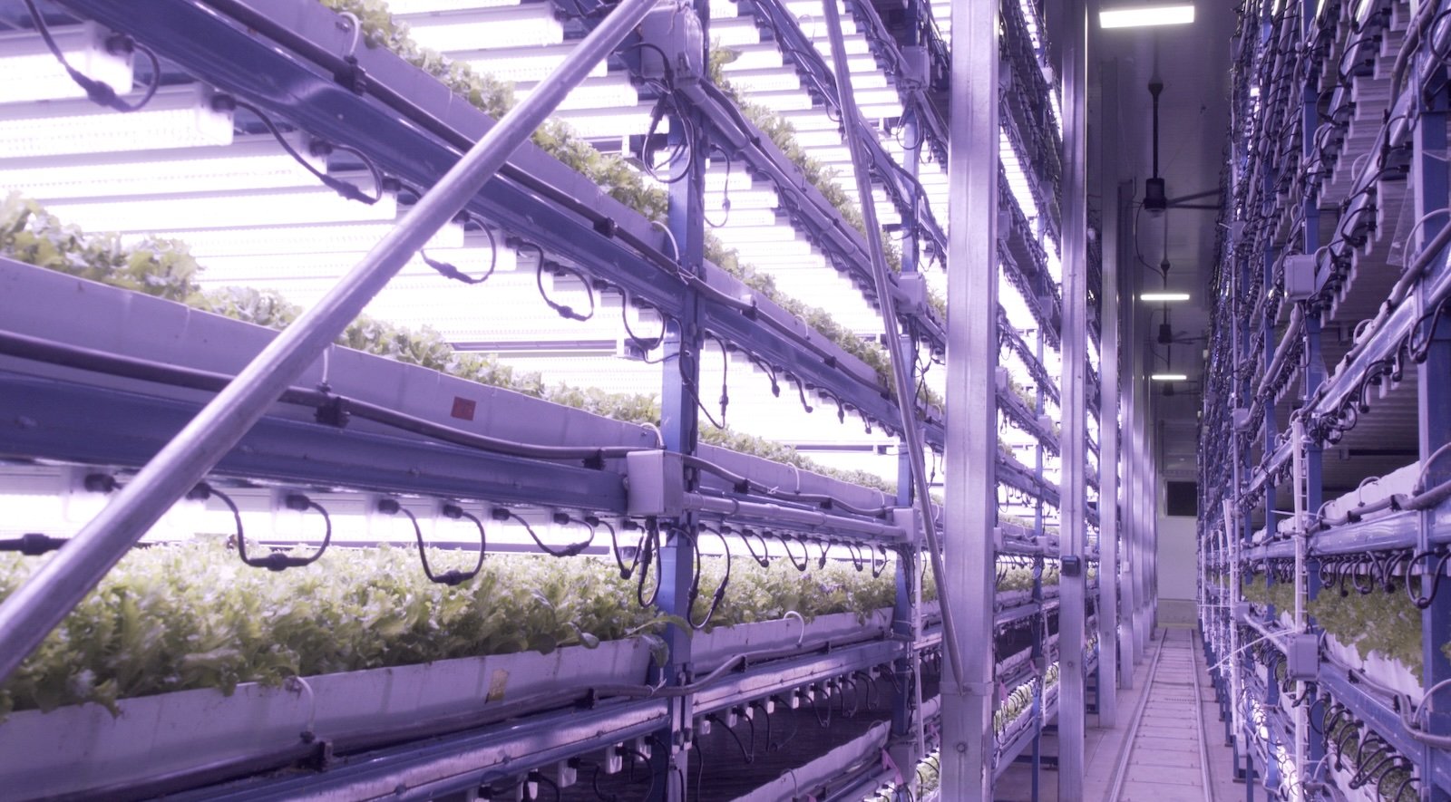 A vertical farm grows greens under LED lighting in a large purple frame of multiple levels.
