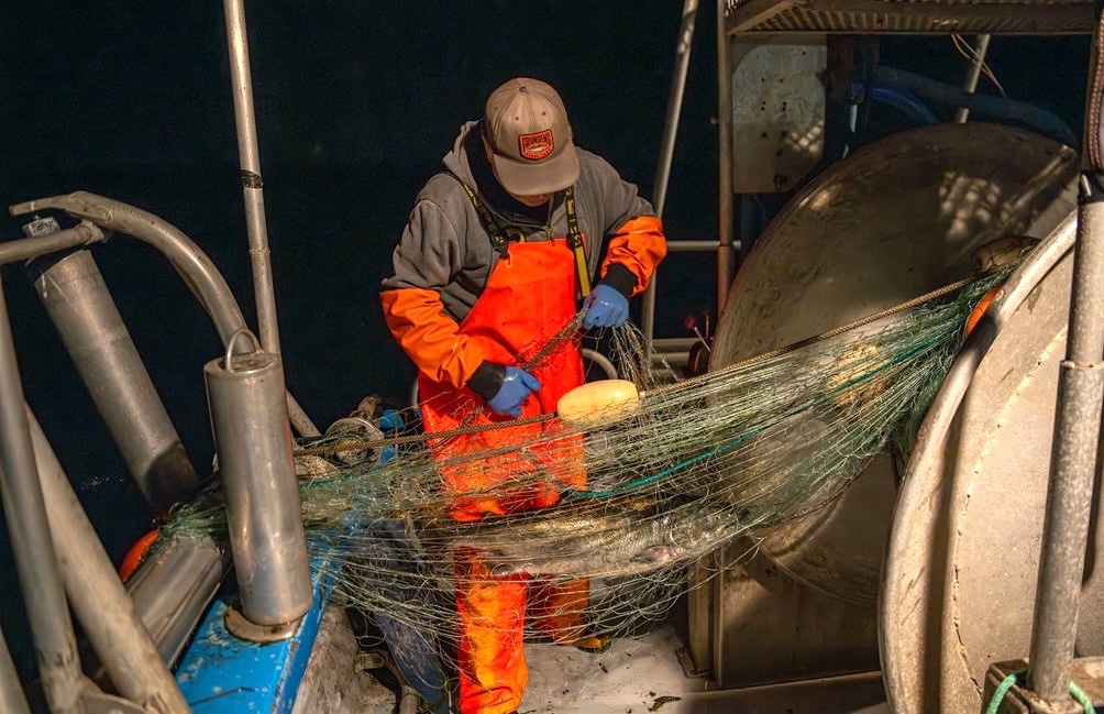 A fisher in orange waders handles a fishing net with a large chinook salmon visible through the strands of the net.