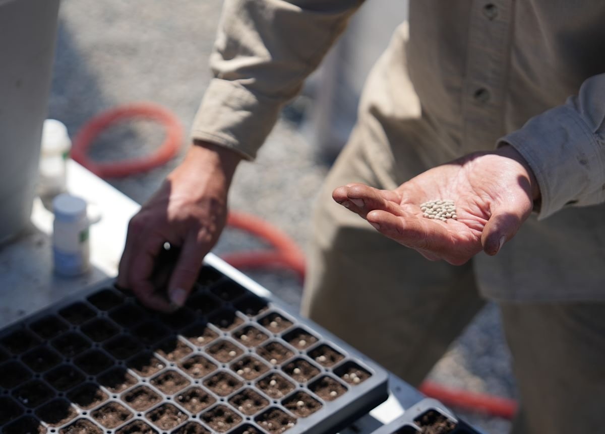 A person holds a handful of white seeds in one hand while planting them in a soil-filled seed tray with the other.