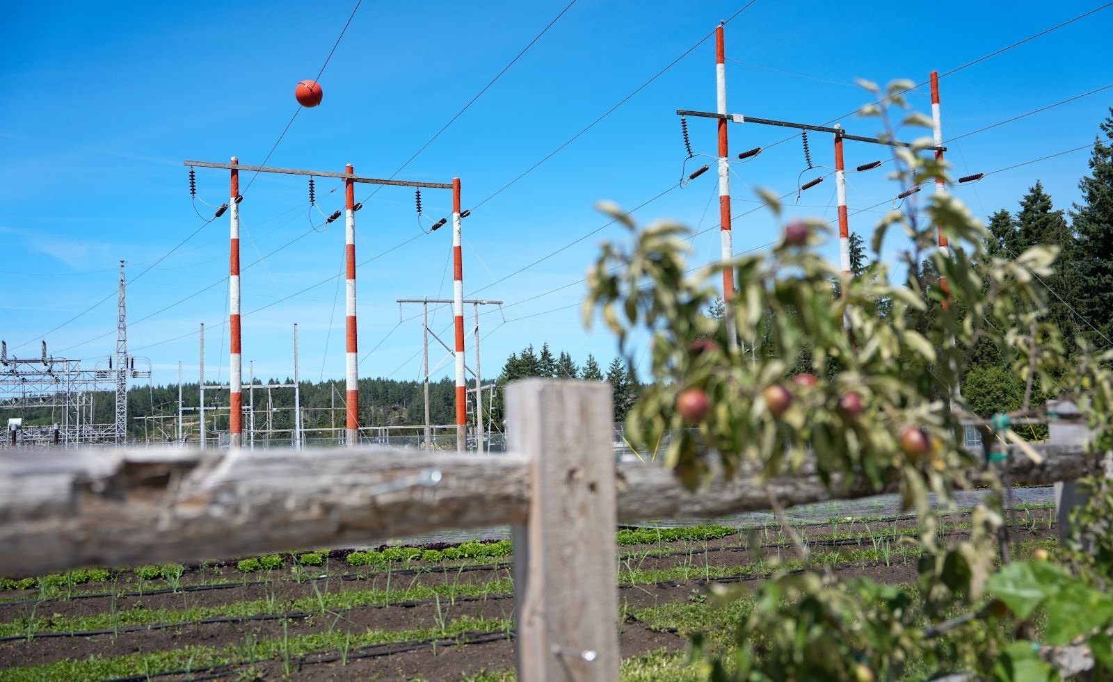 Red and white transmission line towers stand over rows of green vegetable crops on a farm. 