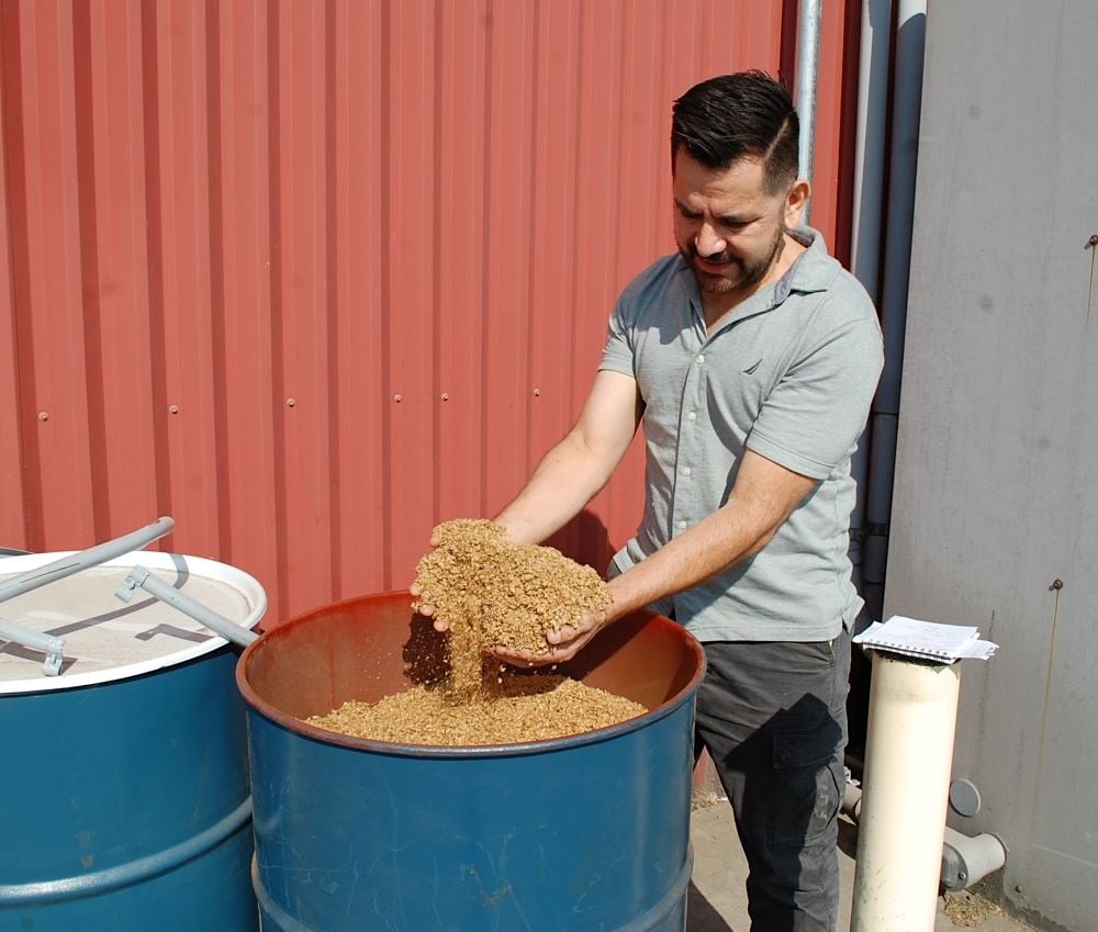 A man with dark brown hair and light skin, wearing a short-sleeved grey polo shirt, holds a mound of tan-coloured, sawdust-like chaff in two hands, over a metal barrel full of the material.