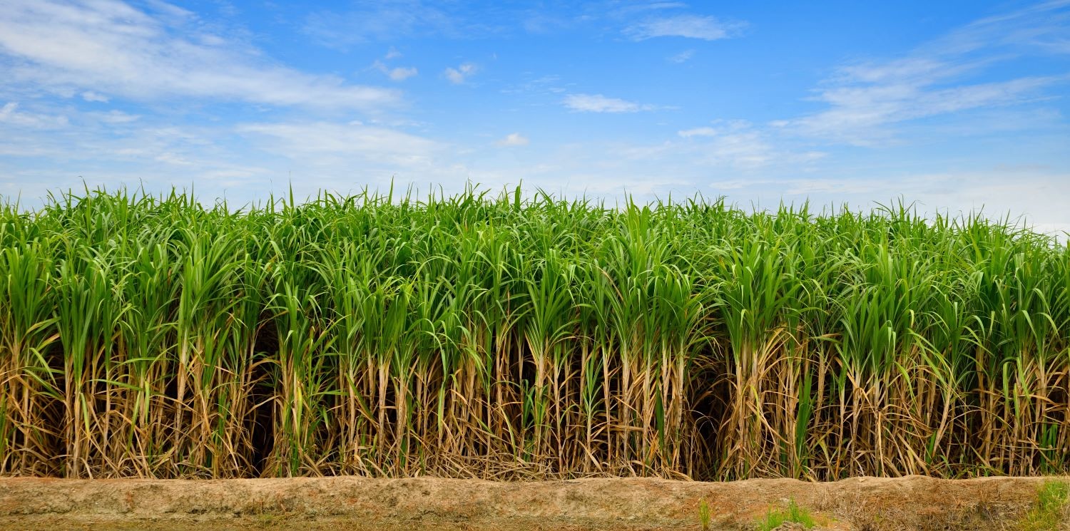 A field of sugar cane.