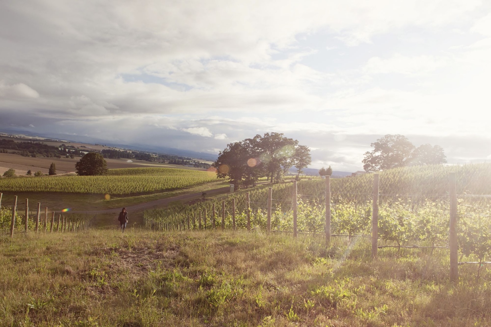 A lush landscape of rolling hills on a sunny day showcases the Antica Terra vineyard.