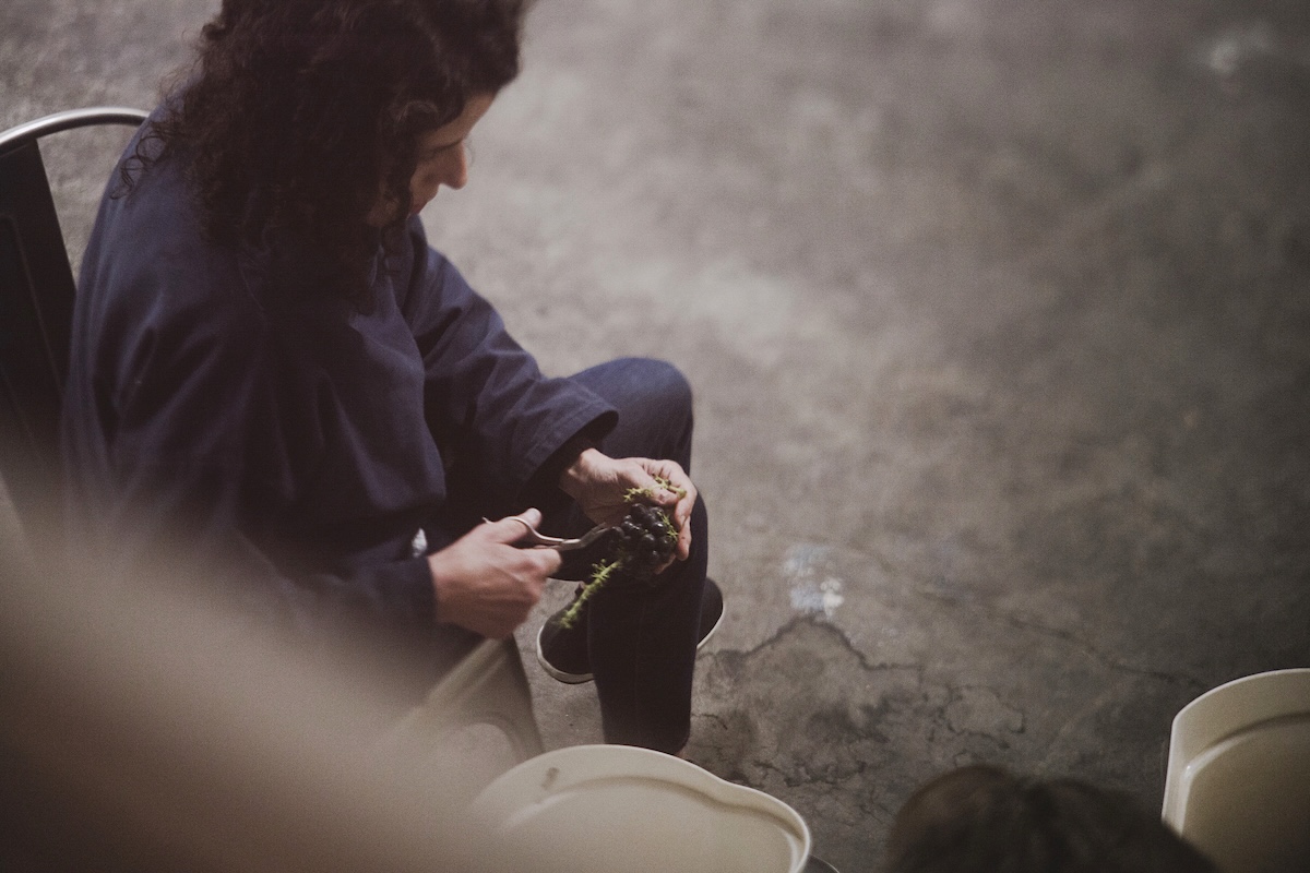 A woman with dark hair is seated and clipping a bunch of grapes in her hands with a tool.