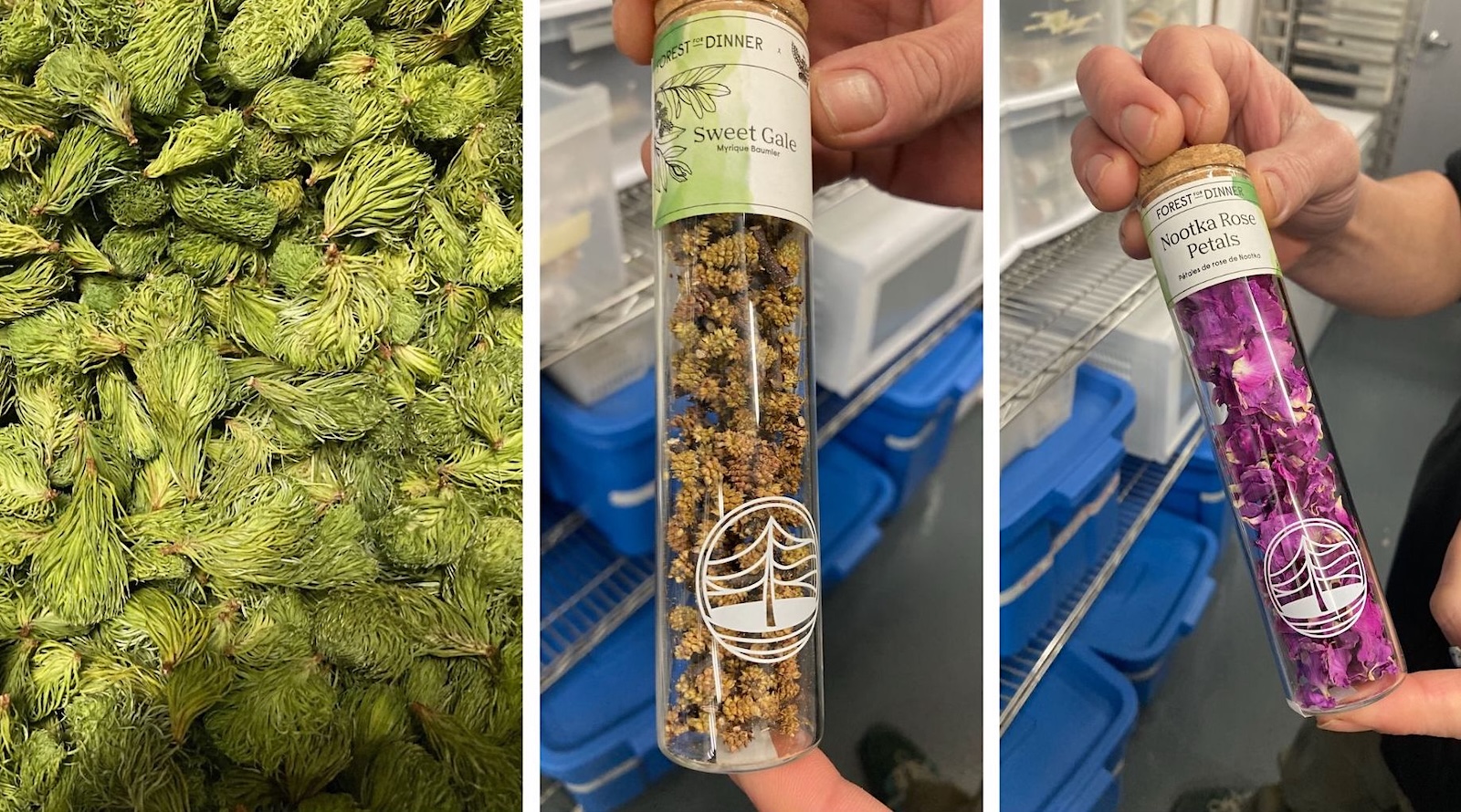 A set of three images. The far left shows spruce tips, while the remaining two images display bottles of sweet gale and Nootka rose petals. 