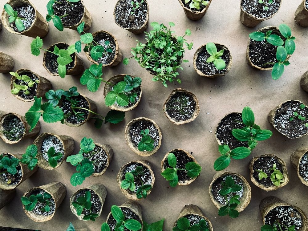 Fighting Climate Change, One Sprout at a Time