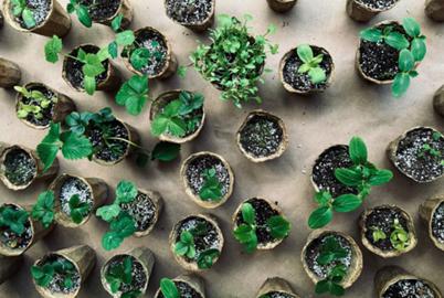 Fighting Climate Change, One Sprout at a Time