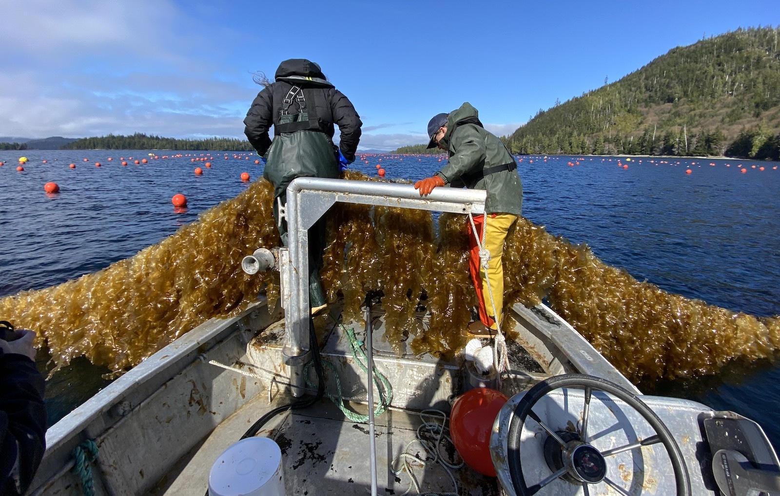 Two seaweed harvesters stand in a boat, pulling lines of kelp out of a regenerative farm in Alaska’s Doyle Bay. There are orange buoys in the water and a mountain in the background. 