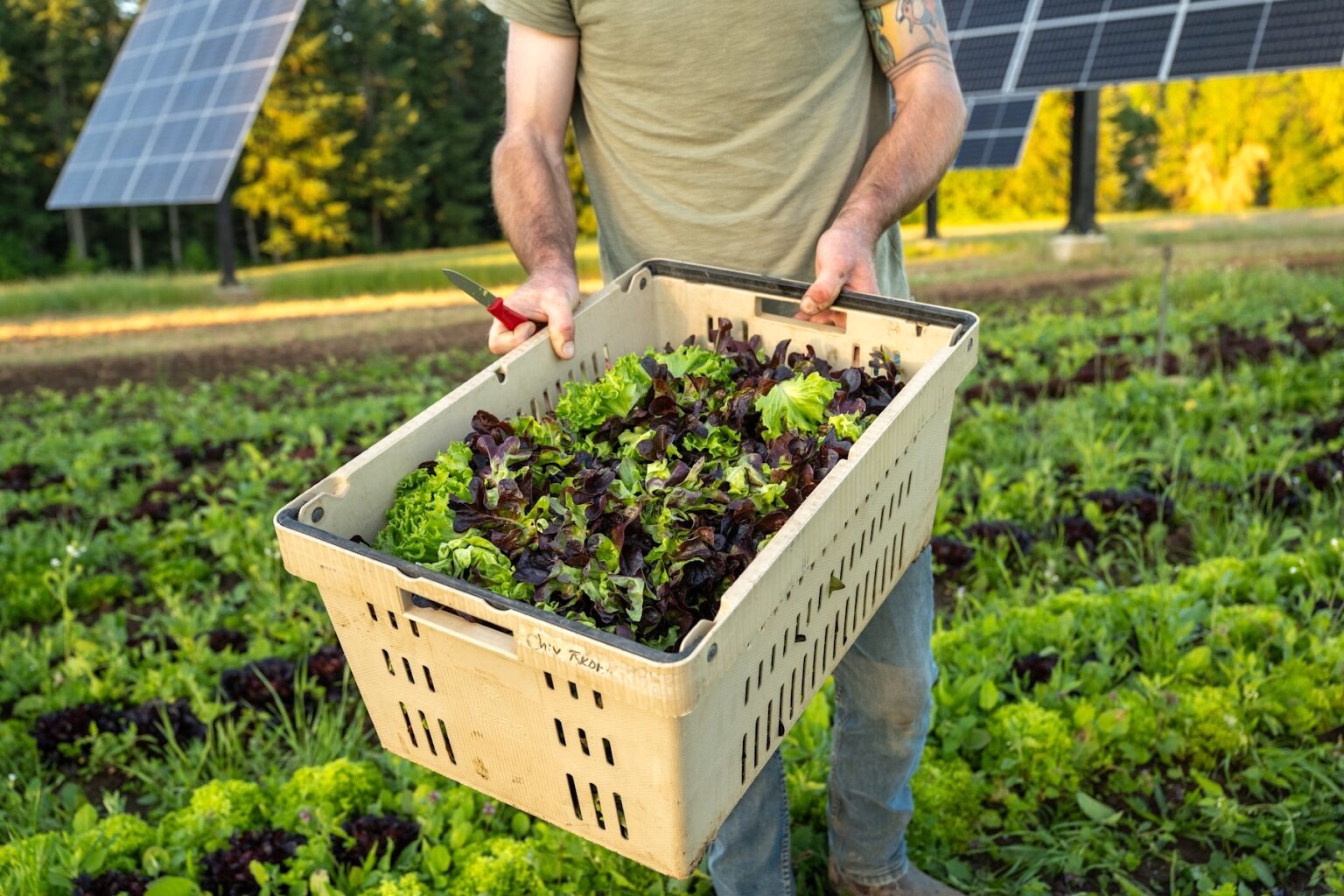 A person stands in a sunny field and holds a large basket filled with green and red lettuce leaves.