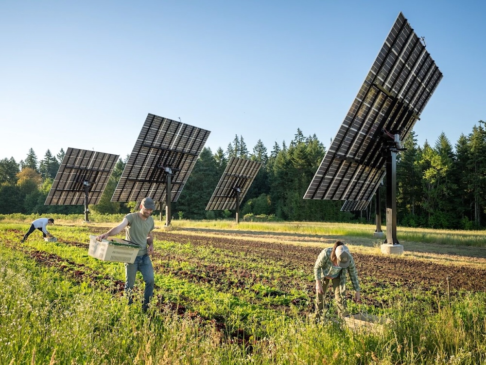 Three people are picking greens in a farm field, with four large solar panels behind them.