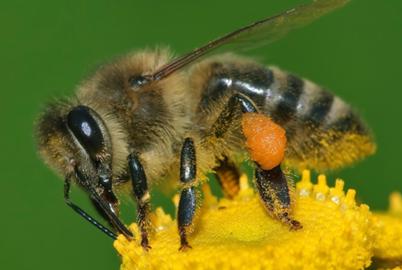 The Buzz Is Growing for This Booster of Bee Health