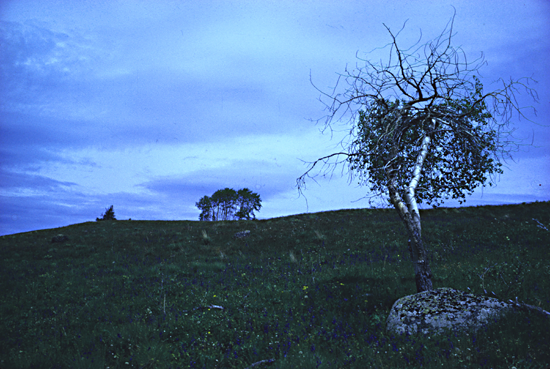 Chilcotin Landscape